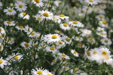 Koreli Daisy, tarlada güzel çiçekler.