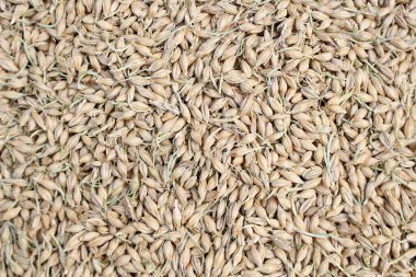 Sağlığınıza iyi gelen çeşitli taneler