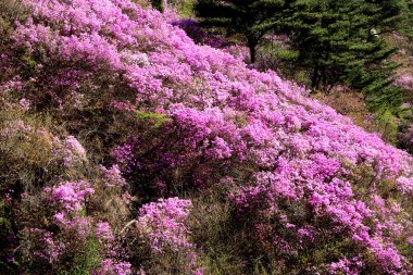 İlkbaharda yeni çiçekli ağaçlar