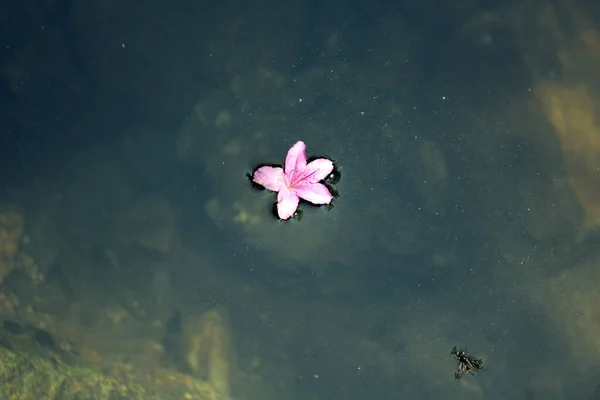 Suda süzülen bahar çiçekleri