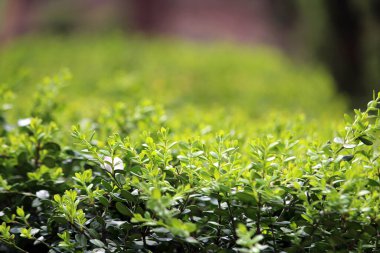 İlkbaharda açan bitkiler