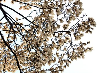 Manolya çiçekleri, bahar çiçekleri zarif bir görünüme sahip