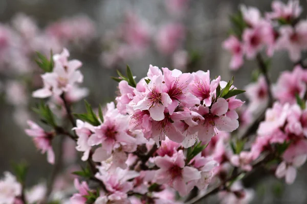 Şeftali çiçekleri baharın gelişini duyurur.