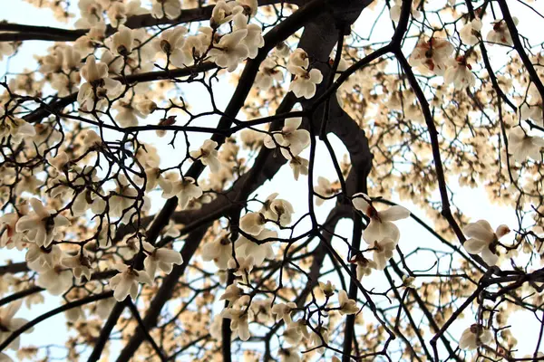 Manolya çiçekleri, bahar çiçekleri zarif bir görünüme sahip