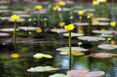 Çeşitli çiçek ve bitkiler