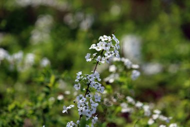 Çeşitli çiçek ve bitkiler