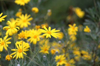 Çeşitli çiçek ve bitkiler