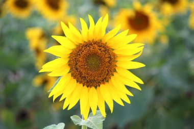 Çeşitli çiçek ve bitkiler