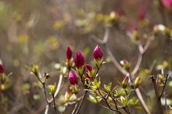 Çeşitli çiçek ve bitkiler