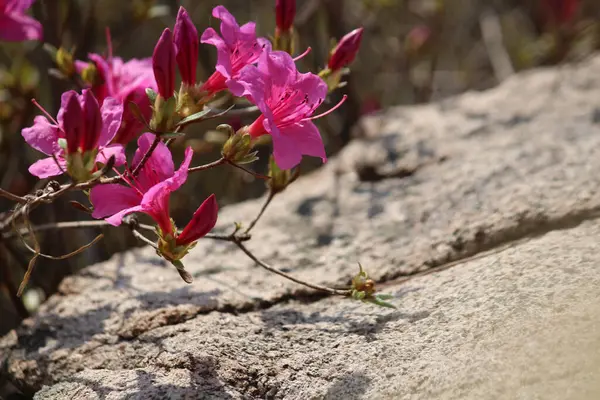 Çeşitli çiçek ve bitkiler