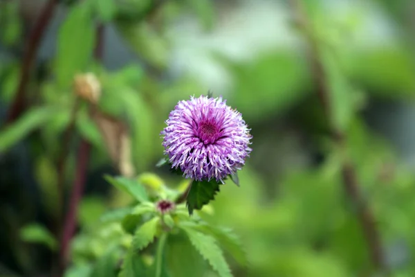 Çeşitli çiçek ve bitkiler
