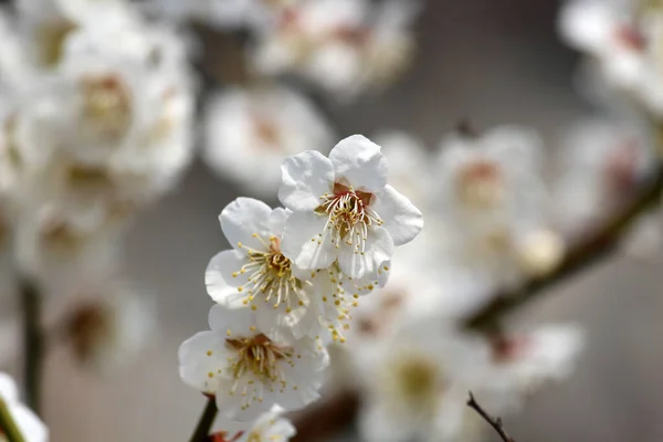 Çeşitli çiçek ve bitkiler