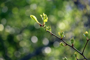 İlkbaharda açan filizler