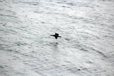 Denizde devasa elektrik iletim kulesi