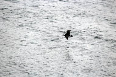 Denizde devasa elektrik iletim kulesi