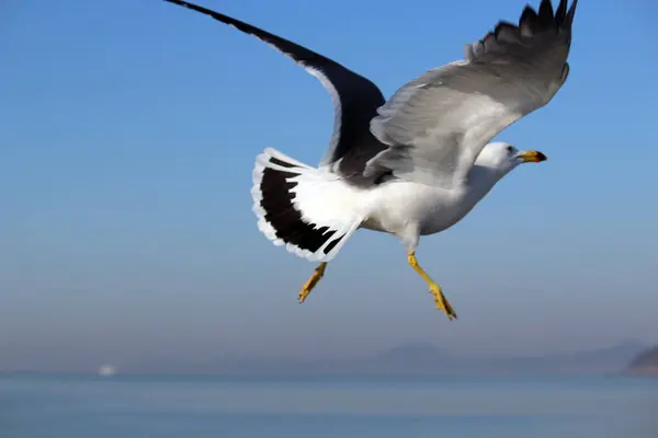 Denizde devasa elektrik iletim kulesi