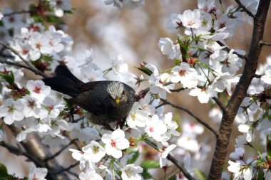 Kiraz çiçeğinin nektarını yiyen hipopotam amaurotis.