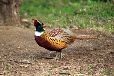 Yerde yiyecek arayan bir sülün.