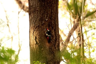Ağaçkakan ağaç gagalıyor ve böcek yiyor.