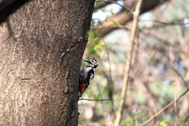 Ağaçkakan ağaç gagalıyor ve böcek yiyor.