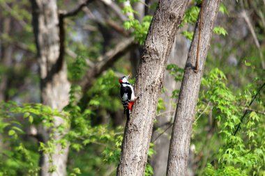 Ağaçkakan ağaç gagalıyor ve böcek yiyor.