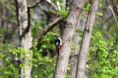 Ağaçkakan ağaç gagalıyor ve böcek yiyor.