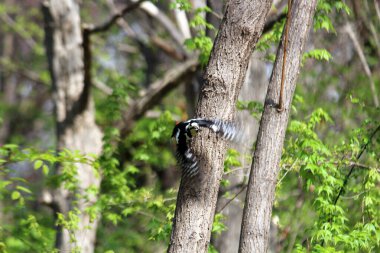 Ağaçkakan ağaç gagalıyor ve böcek yiyor.