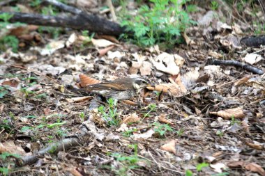 Yerde oturan bir kuş.