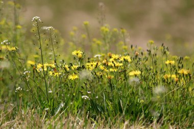 Tarladaki kır çiçekleri