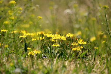 Tarladaki kır çiçekleri