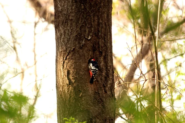 Ağaçkakan ağaç gagalıyor ve böcek yiyor.