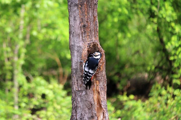 Ağaçkakan ağaç gagalıyor ve böcek yiyor.