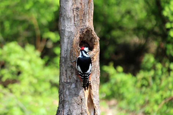 Ağaçkakan ağaç gagalıyor ve böcek yiyor.
