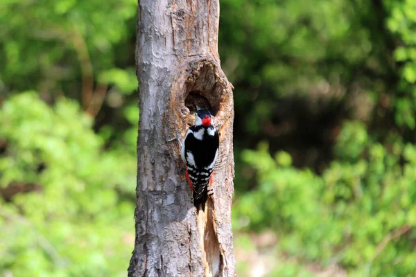 Ağaçkakan ağaç gagalıyor ve böcek yiyor.