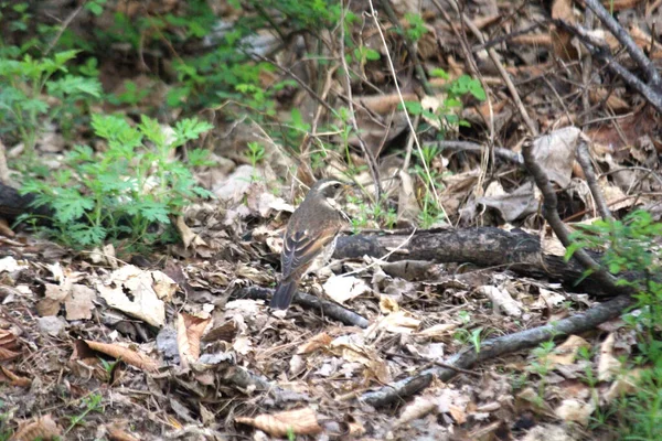 Yerde oturan bir kuş.