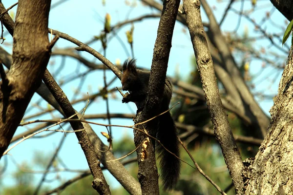 Ağaçta oturan Avrasya Kızıl Sincabı