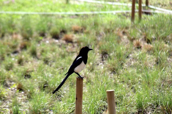 Ağaçta oturan bir kuş