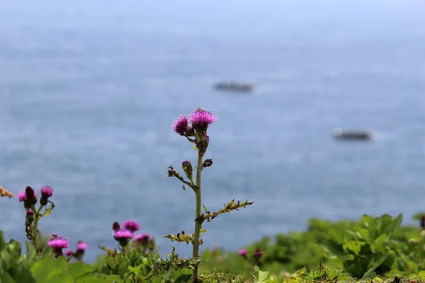 Marado 'nun çeşitli yönleri
