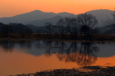 Göl kıyısında kış ağaçları