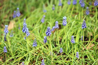 Muscari baharda çiçek açar.