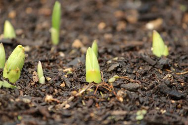 İlkbaharda açan filizler
