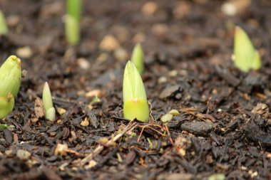İlkbaharda açan filizler