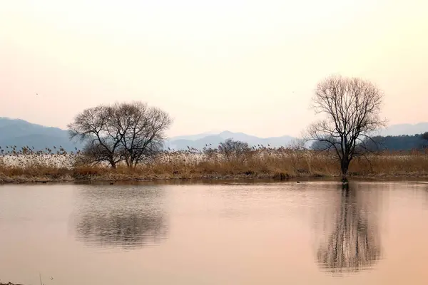 Göl kıyısında kış ağaçları