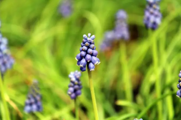 Muscari baharda çiçek açar.