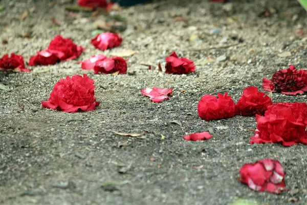 Kamelya, kışın açan bir çiçek.