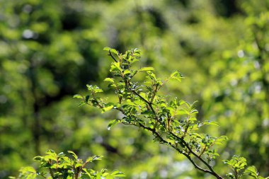 Bahar güneşinde filizler