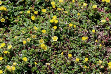 Bahar güneşinde filizler