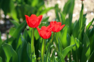 Bahar güneşinde filizler