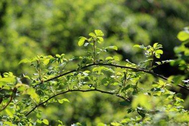 Bahar güneşinde filizler