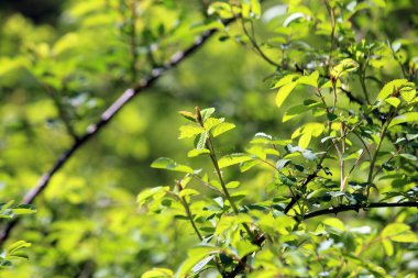 Bahar güneşinde filizler